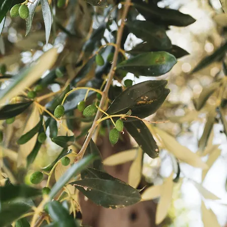 Alloggio per agriturismo Giorgio Mattinata