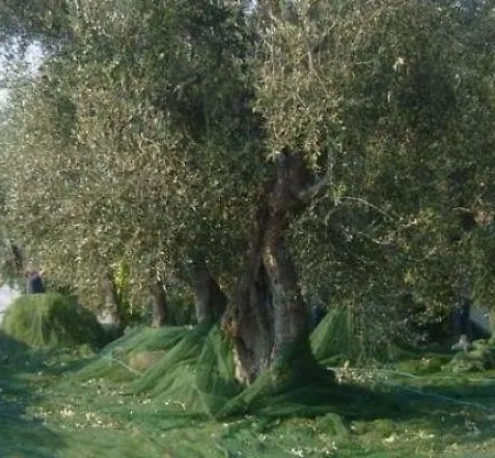 Giorgio בית חווה